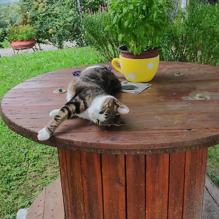 Harmonija - Jasenica *