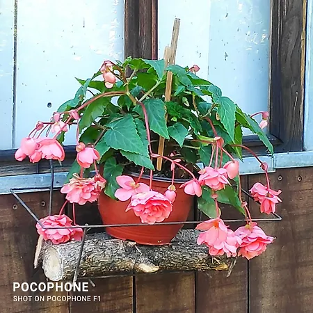 Harmonija - Jasenica Case de vacanță