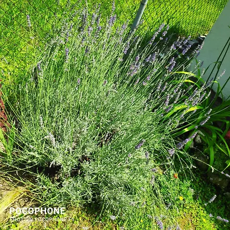 Harmonija - Jasenica Valjevo