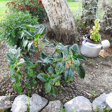 Harmonija - Jasenica Case de vacanță