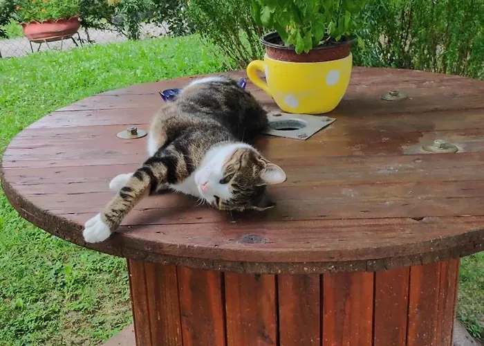 Harmonija - Jasenica *