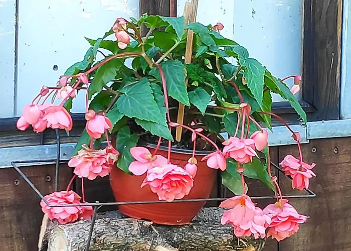 Harmonija - Jasenica Nyaraló