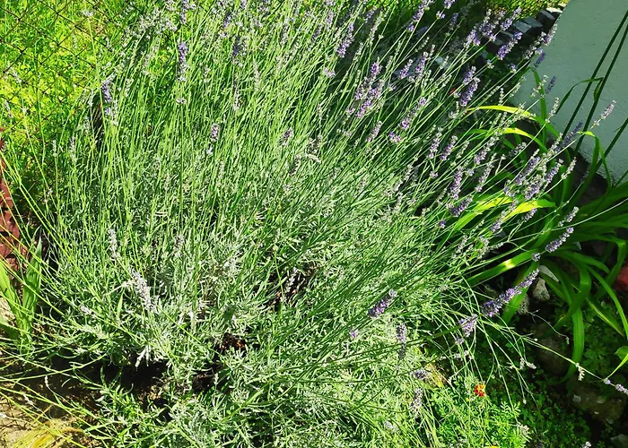 Harmonija - Jasenica Valjevo