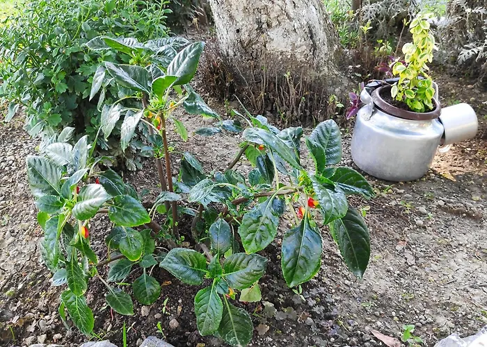 Harmonija - Jasenica Nyaraló